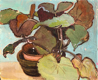 Begonias. Private collection, Groton, MA.